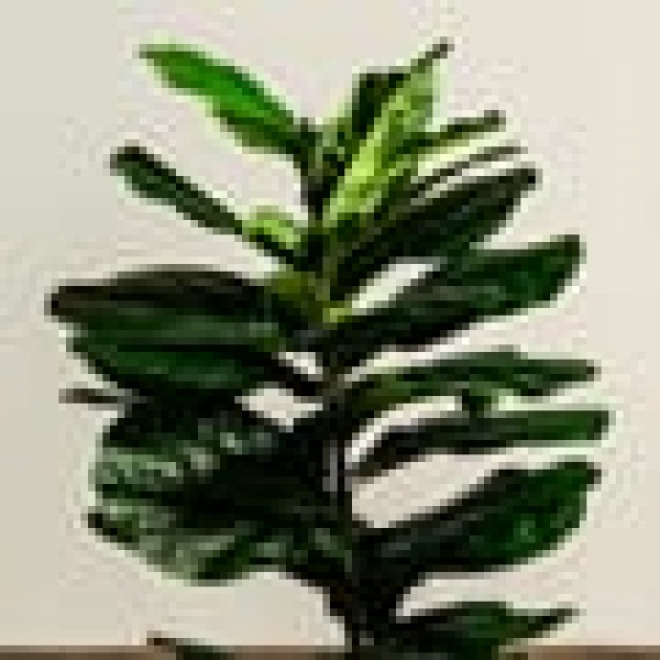 Φίκος Λυράτα Φυτό Τεχνητό Plant 100cm Πράσινο